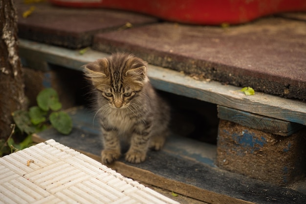 a small fluffy tabby cat poses for the camera and looks with his cute yellow eyes