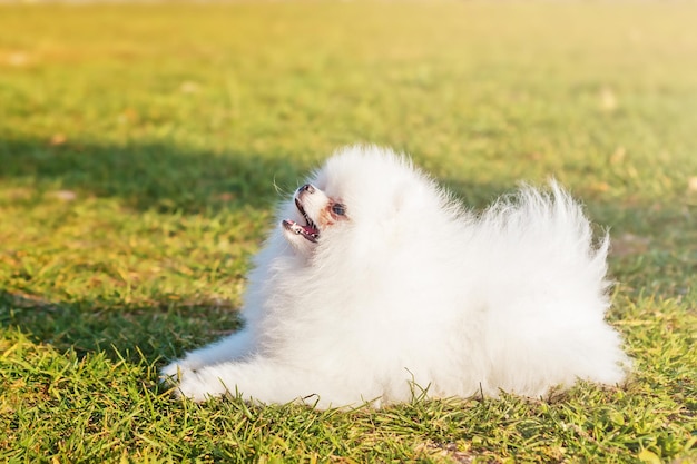 Small fluffy white Pomeranian spitz on green lawn on sunny warm day in the park, close-up