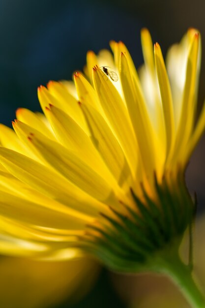 A small fly sits on a petal of a yellow flower