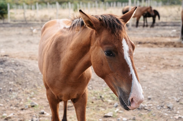 A small foal grazes on the plain among its older relatives