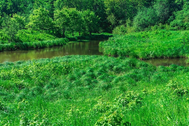 Small forest river between banks with fenmeadows