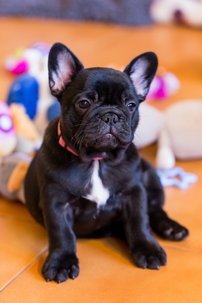 Small french bulldog puppy