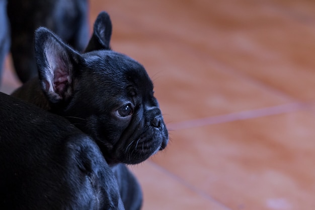 Small french bulldog puppy