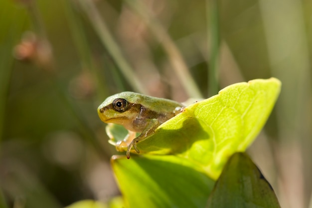 small frog peeking out of a leaf on green background macro photography