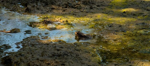 Small frog peeking out of the mud of a river