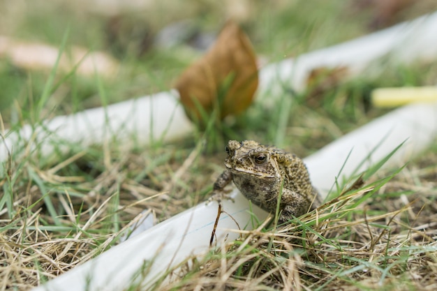 Small frog on rubber band in the park.