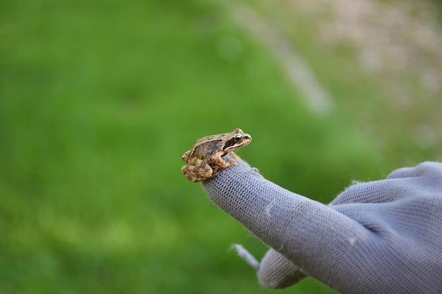 Small frog sits on a gloved hand