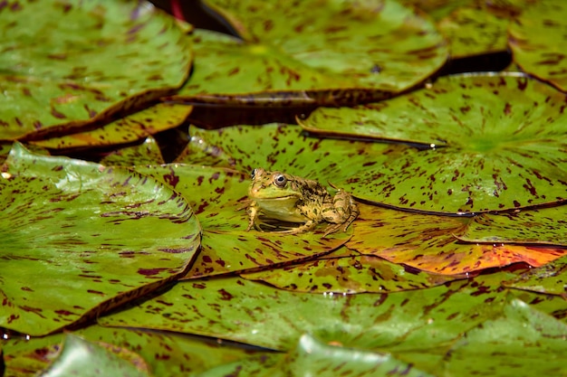 A small frog sits on large leaves in a pond