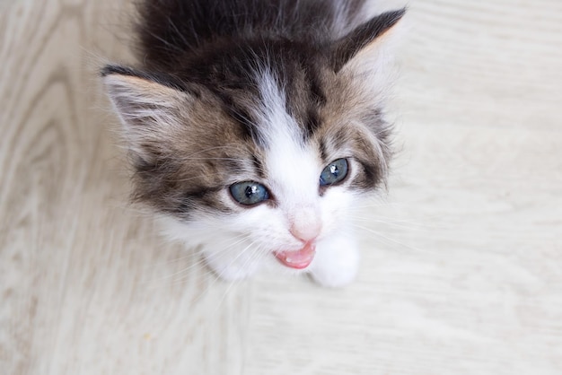 Small Funny gray kitten meows portrait closeup