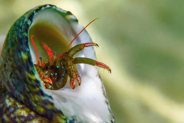 Small funny hermit crab underwater close up.