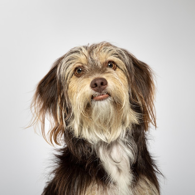 Small furry dog on white background