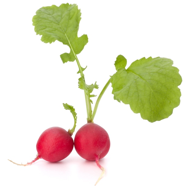 Small garden radish with leaves