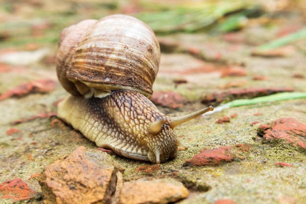 Small garden snail in shell crawling on wet road slug hurry home Snail slug consist of edible tasty food coiled shell to protect body Natural animal snail in shell slug crawling in big wild nature