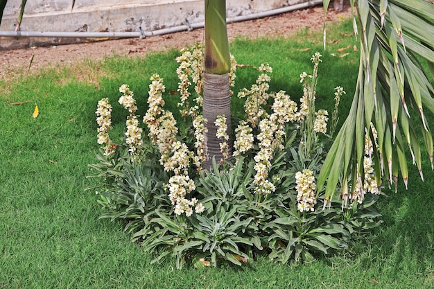 The small garden of Tooba Mosque in Karachi Pakistan