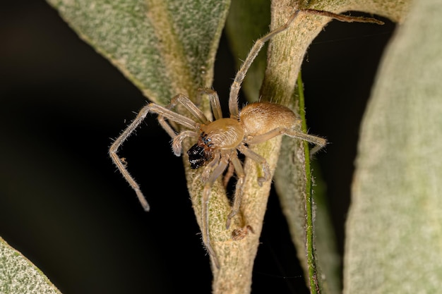 Small Ghost Spider