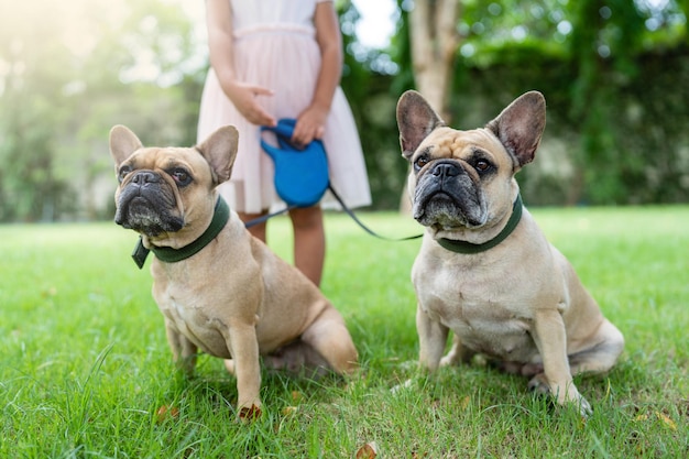 Small Girl Holding A Leash Of Two French Bulldog At Park