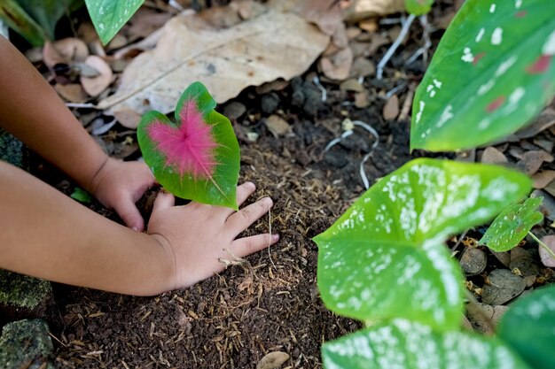 Small girl putting soil on Caladium bicolor plant in garden