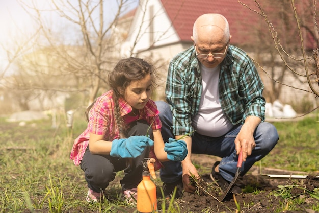 Small girl with senior grandfather gardening in the backyard garden.