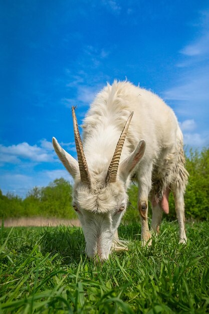 small goat in a field of wheatx9