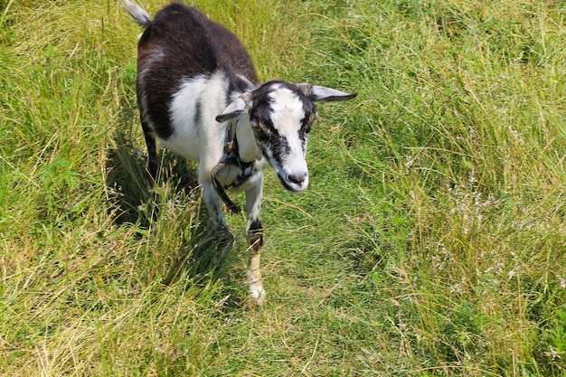 Small goat on pasture