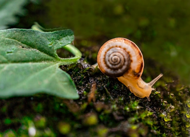 Small grape snail on green moss closeup Natural blurred background Helix pomatia Gastropoda