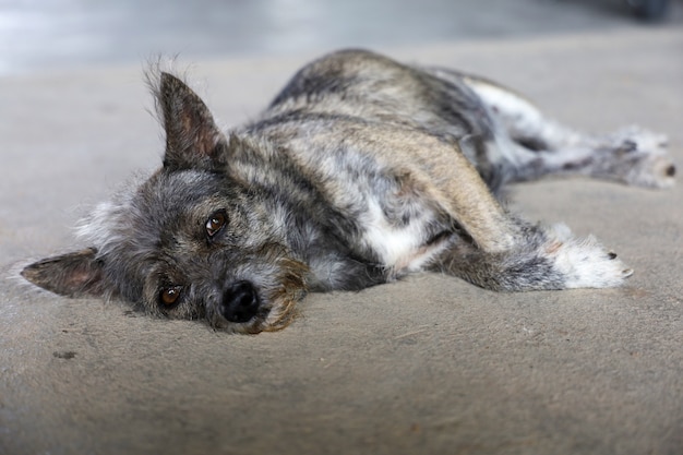 small gray dog laying on the floor