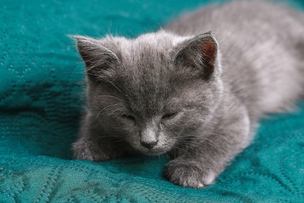 A small gray kitten falls asleep after active games sleeping cat