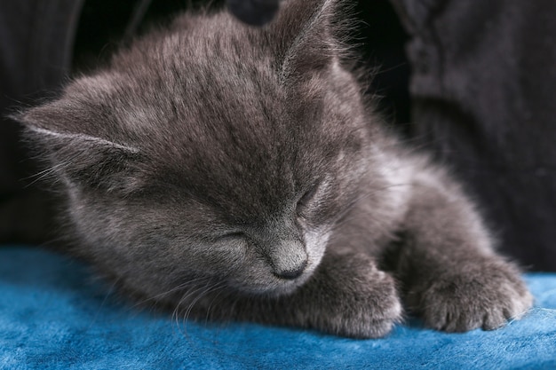 A small gray kitten falls asleep after active games sleeping cat