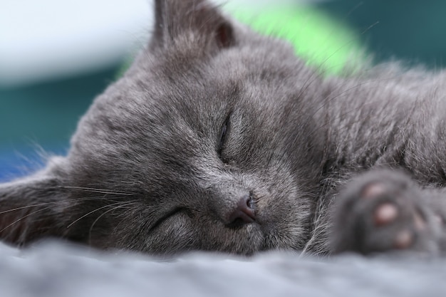 A small gray kitten falls asleep after active games sleeping cat