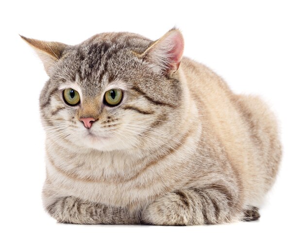 Small gray kitten isolated on white background.