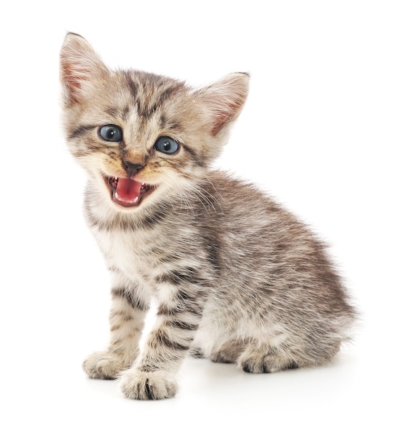 Small gray kitten isolated on white background.