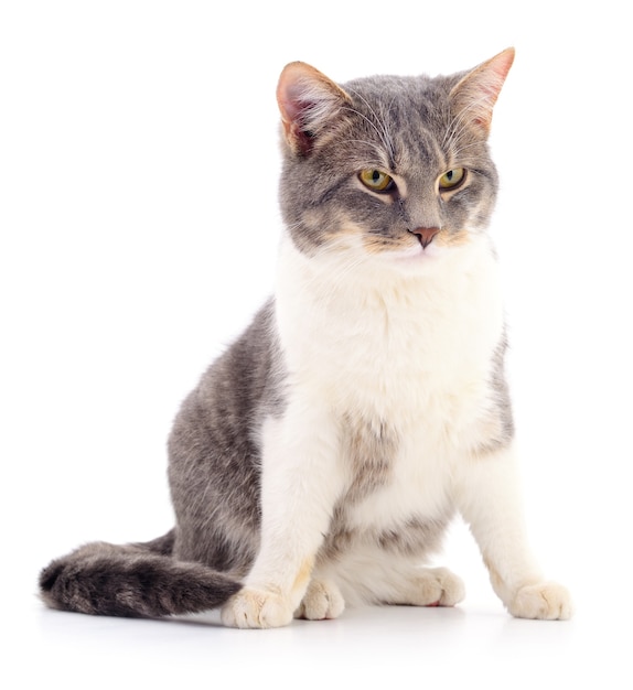 Small gray kitten isolated on white background.