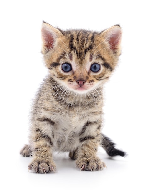 Small gray kitten isolated on white background