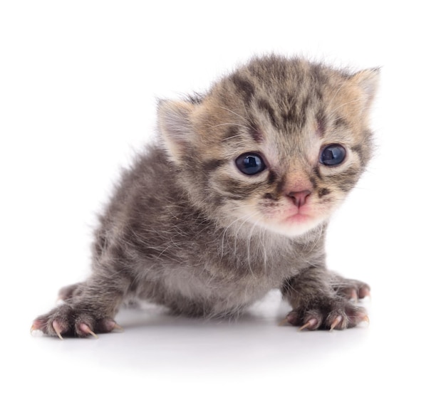 Small gray kitten isolated on white background