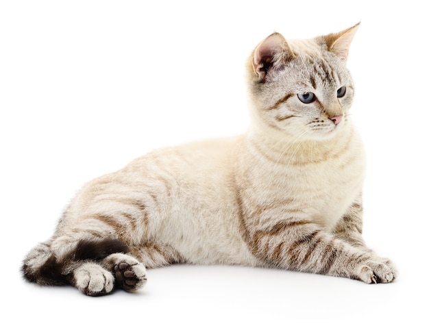 Small gray kitten isolated on white