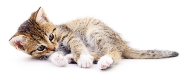 Small gray kitten isolated