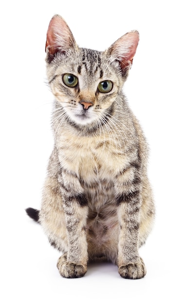 Small gray kitten isolated