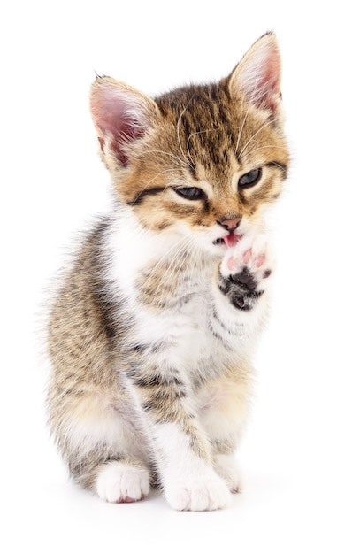 Small gray kitten isolated