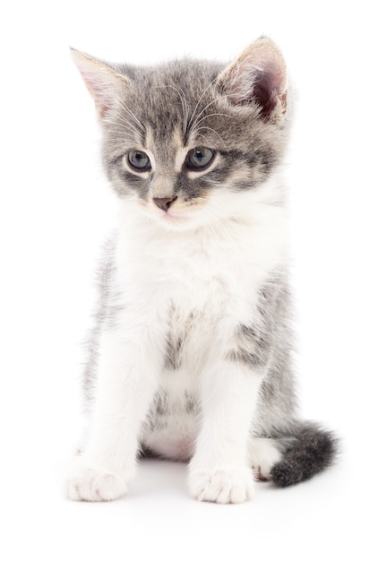 Small gray kitten isolated