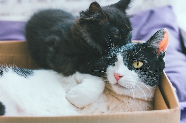 Small gray kitten plays with black and white old cat