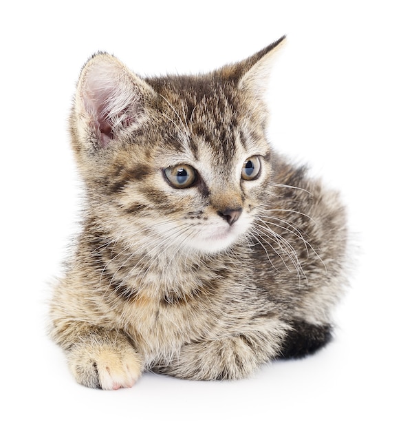 Small gray kitten on a white background