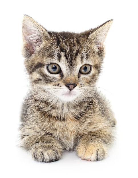 Small gray kitten on a white background