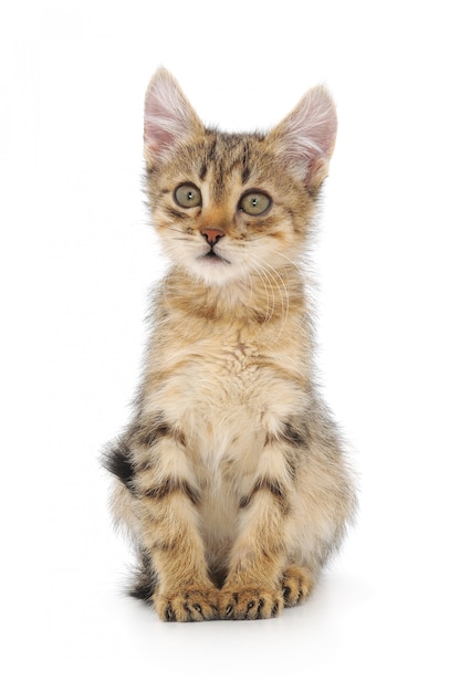 Small gray kitten on a white isolated