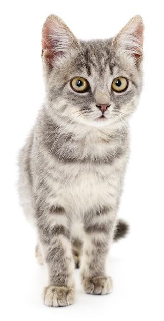 Small gray kitten on white