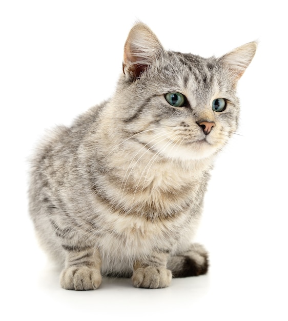 Small gray kitten on white