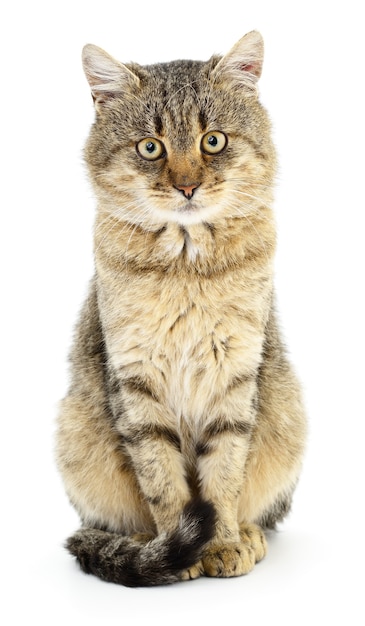 Small gray kitten on white