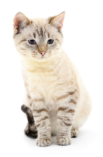 Small gray kitten on white