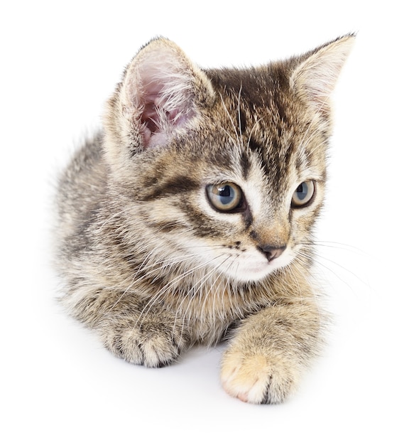 Small gray kitten on white