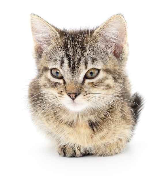 Small gray kitten on white