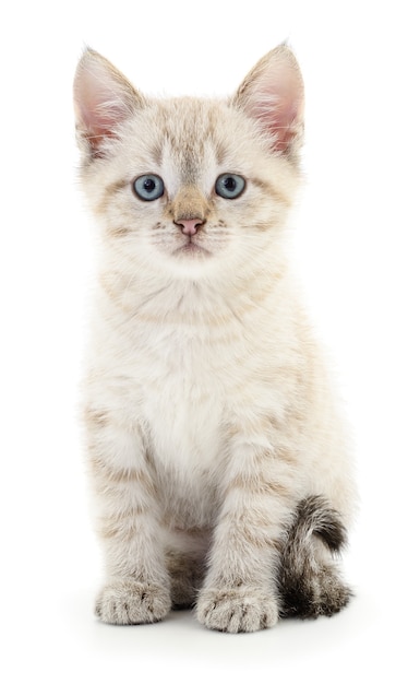 Small gray kitten on white